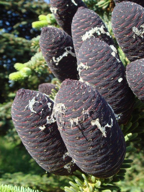 Abies homolepis cone detail